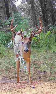 489 Kelly Rd, De Mossville, KY, 41033