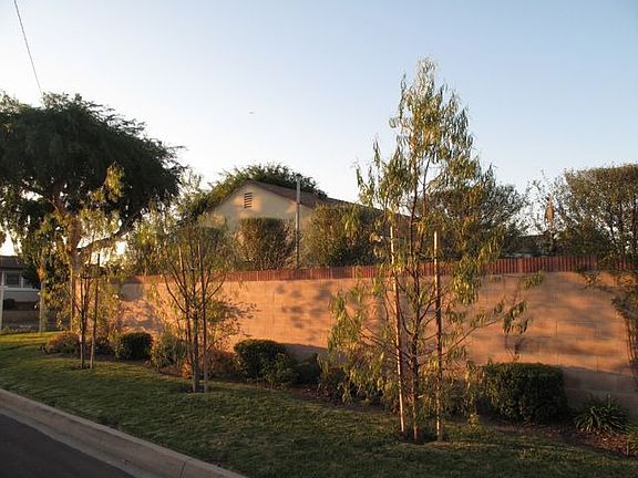 South Side Shade Trees