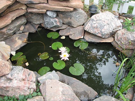 Backyard Pond
