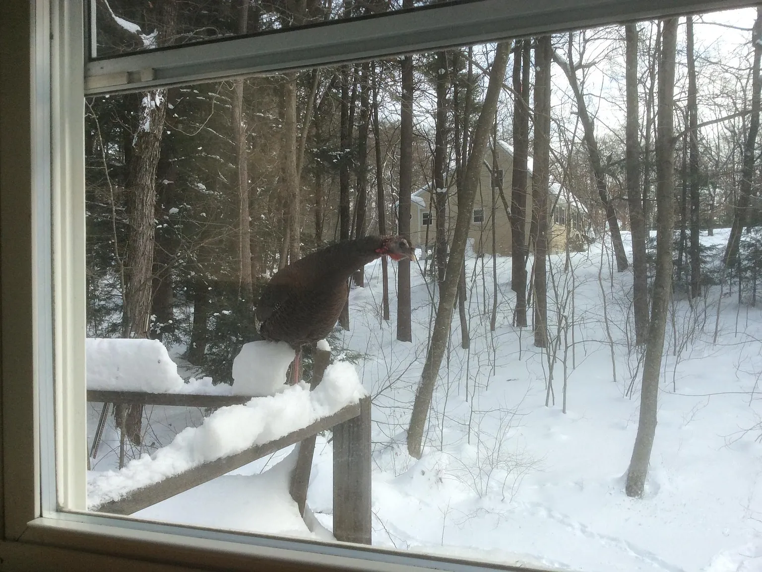 Horseshoe Rd, Windham — Photo 3