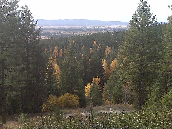 Evergreen and Tamaracks. 