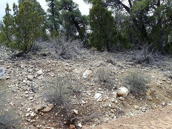 lot vegetation