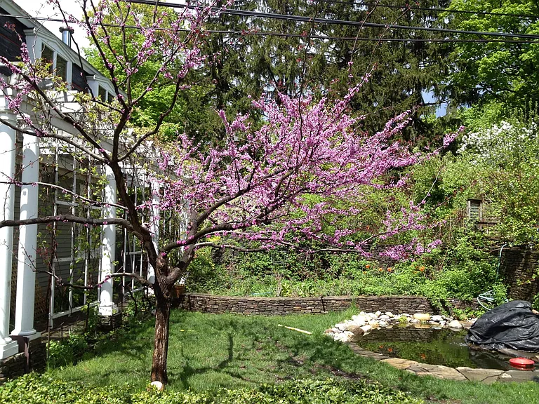 Early spring in lower yard with purple pansy red bud next to koi pond