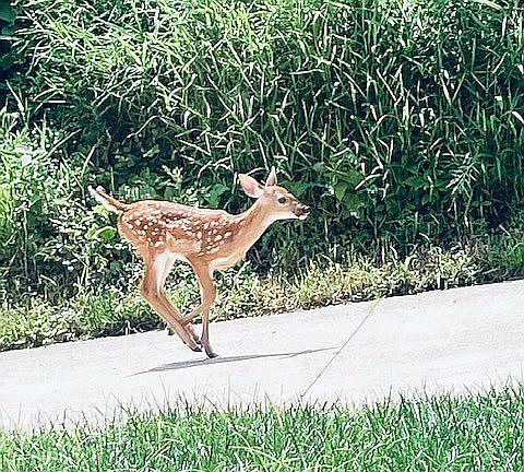 Spring deer kitchen window