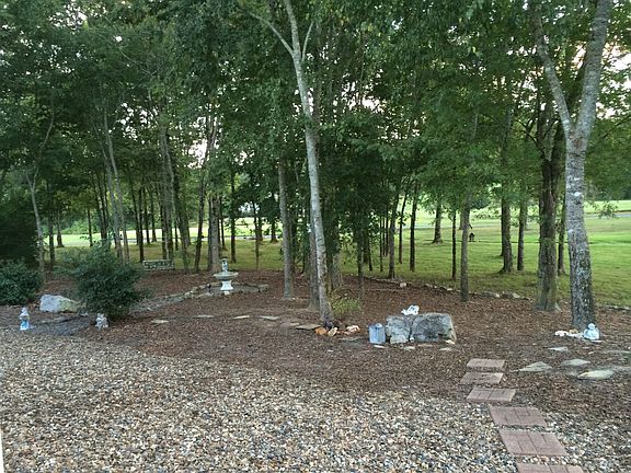 Backyard view summer