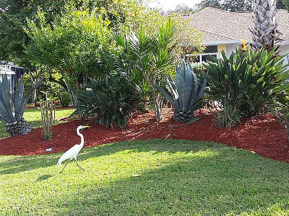 Wildlife in Front Yard