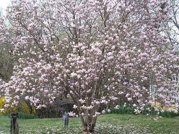 Beautiful Blooming Tree