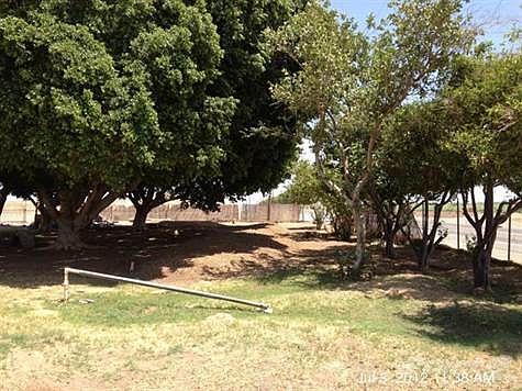 Citrus, Fig and Indian Laurel Trees.