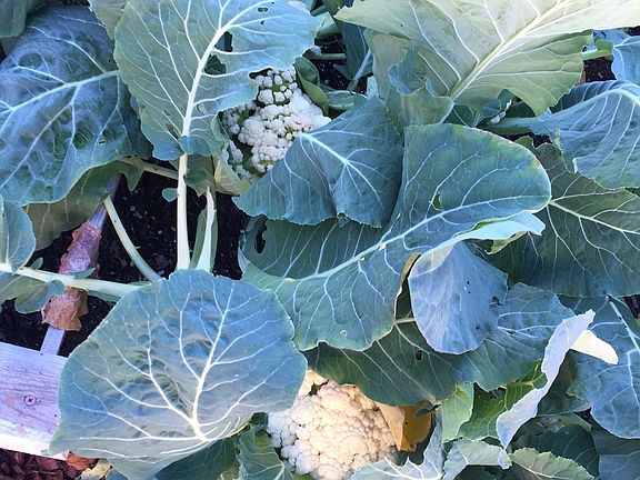 Residents can grow their own vegetables in our community gar