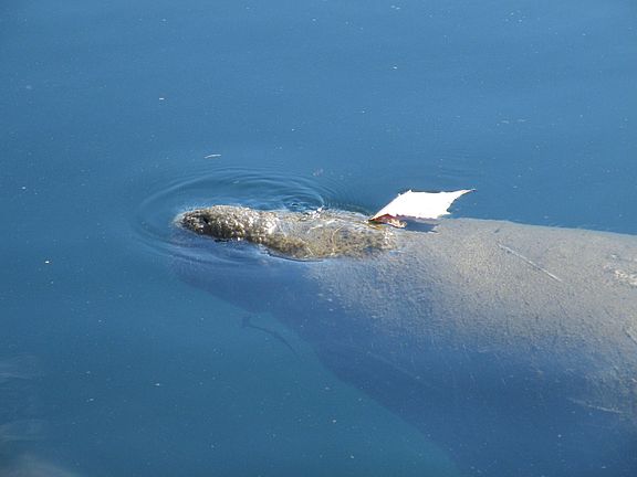 manatee from our dock