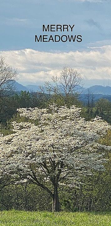 Scenic Mountain View’s 