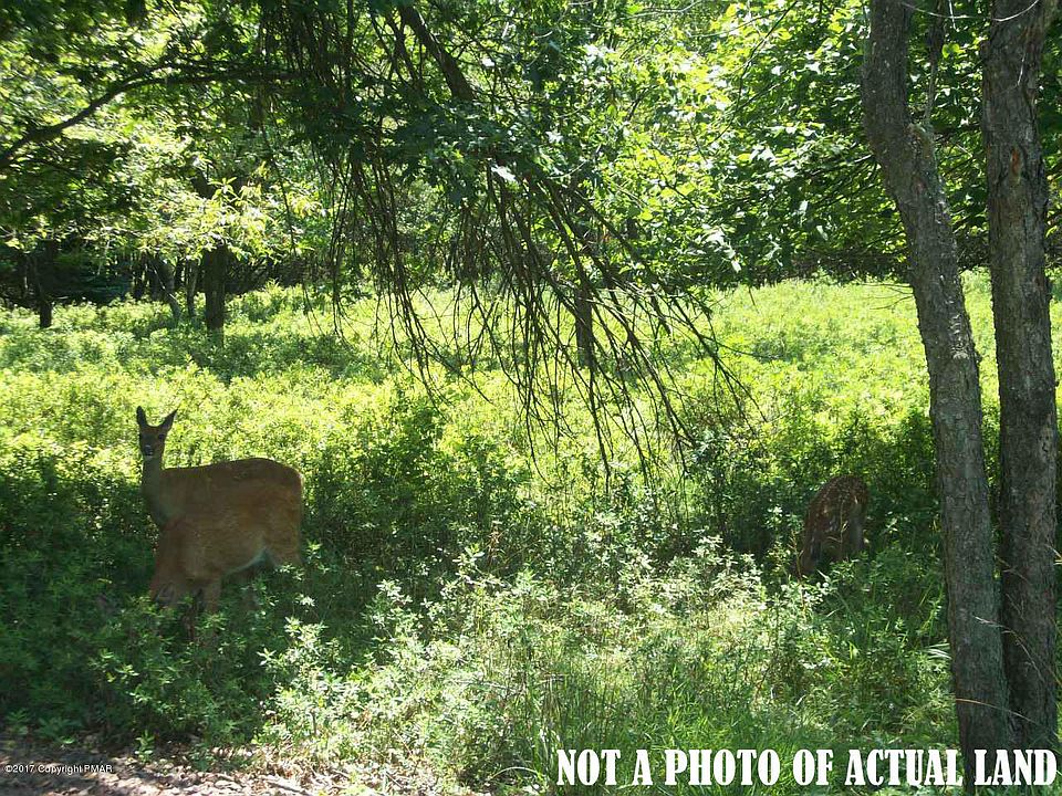 1st image of G1it Piney Woods