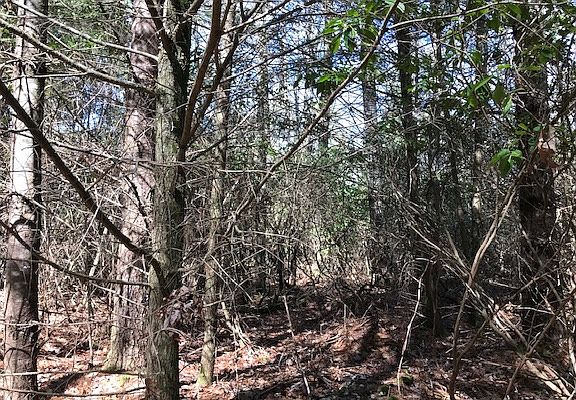 3rd image of White Pine Trl