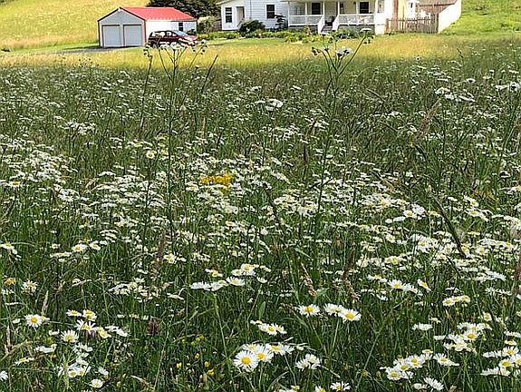 Acres of wildflowers 