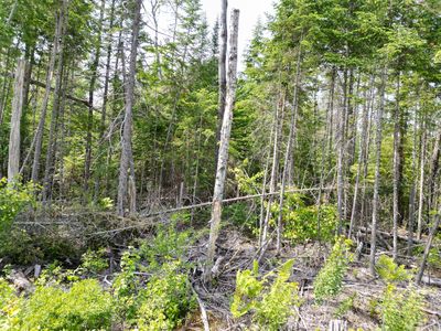 Lot 1,2, 11,12 Off Fogg Brook Road, West Enfield, ME, 04493