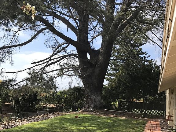large Torrey Pine tree for shade