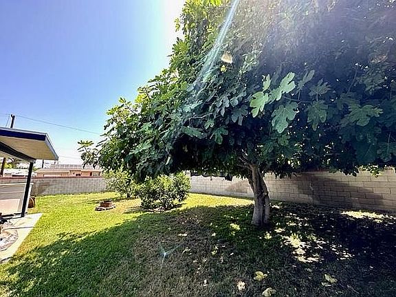 Backyard with fig, orange, and lemon trees and covered patio