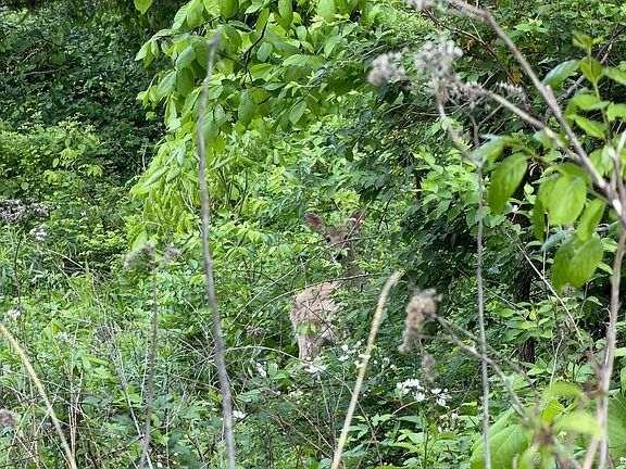 5th image of 3 Cemetery Hill Rd