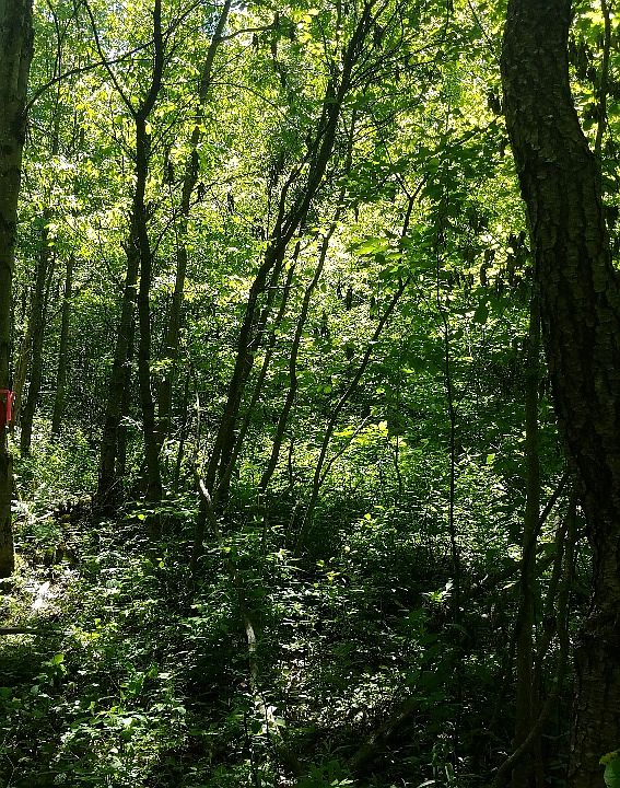 2nd image of McDonald Rd #5