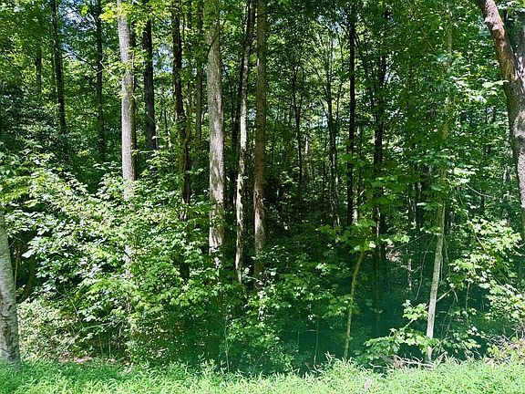 4th image of 8 Wild Laurel