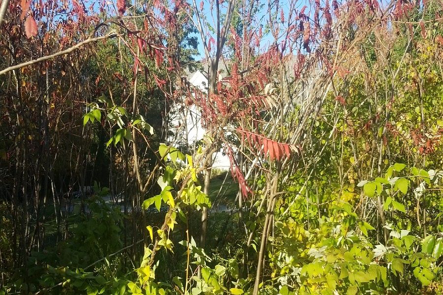 2nd image of 211 Wallis Rd