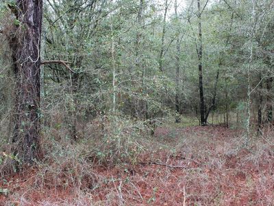 160TH Terrace, McAlpin, FL, 32062