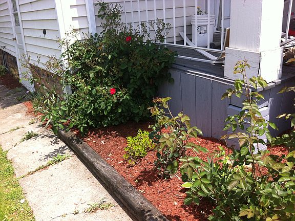 That's a large rose bush