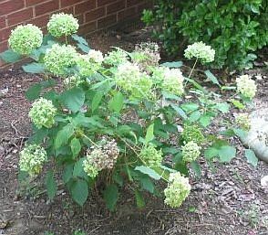 2 Annabelle Hydrageas