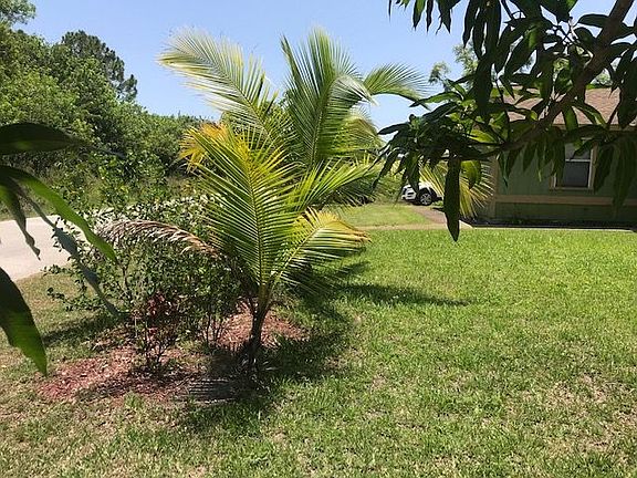 Front yard coconut trees 