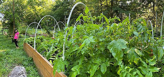 Lush veggie garden feeds us