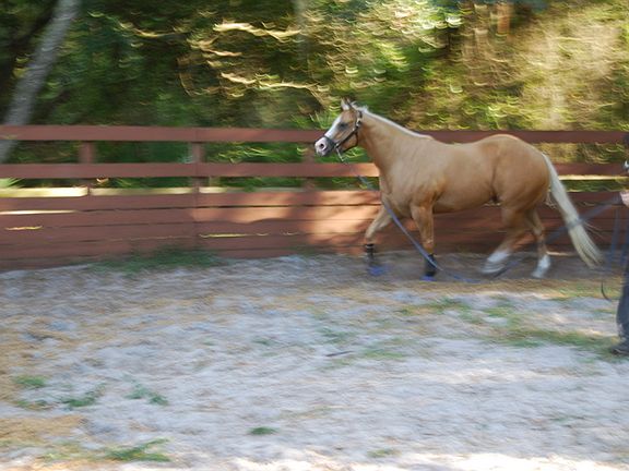 Round pen