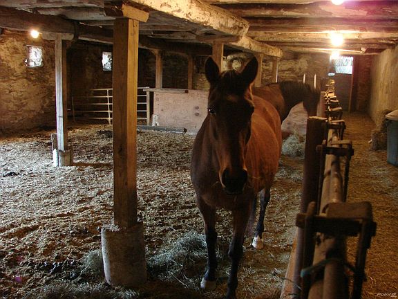 Interior of barn for horses