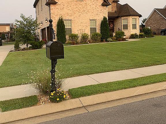 Lovely Zoysia grass!