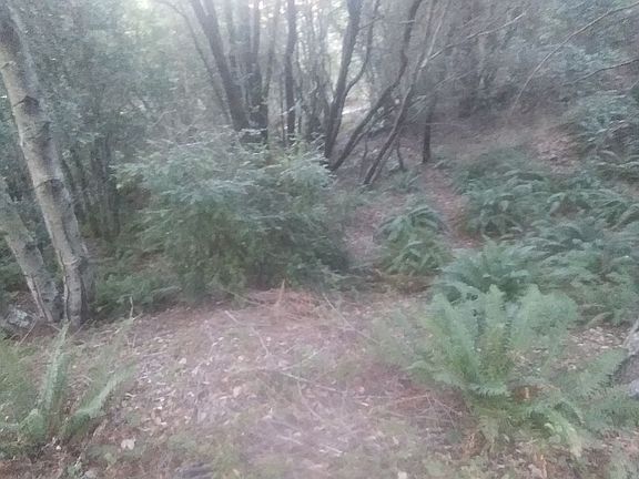 Huckleberries are edible! 