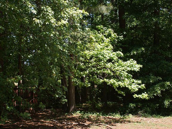 Backyard with privacy fence