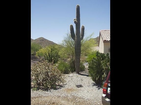 Saguaros and easy maintenance lanscaping