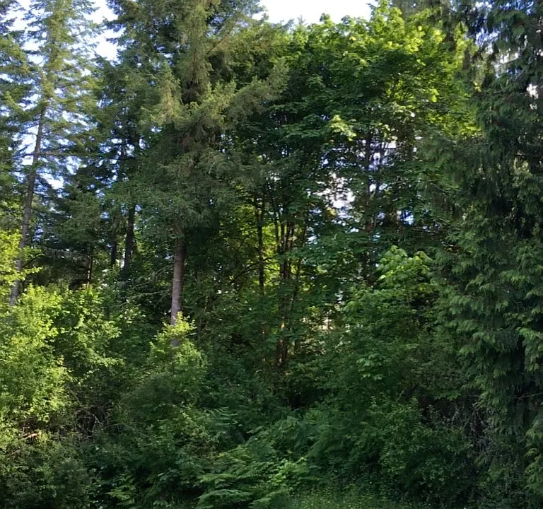 View of Front Yard