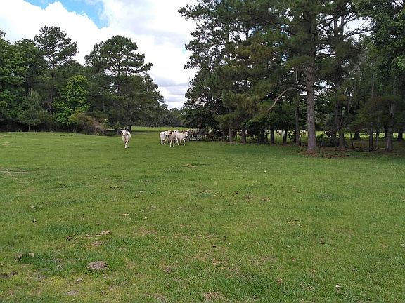 Carbelpasturecows