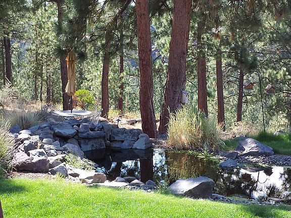 Backyard pond