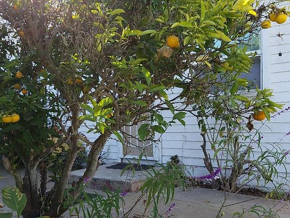 Orange and Peach tree in front yard.