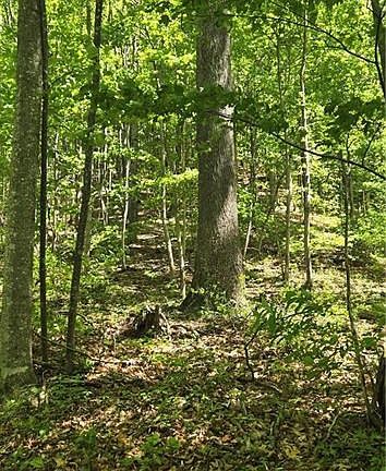 3rd image of 0 Goosecreek Ln