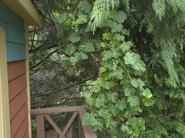 The grapes made it all the way across the yard!