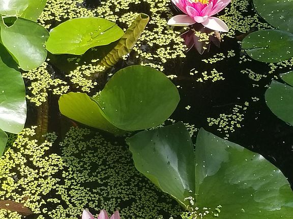 Pond with fish and lilies
