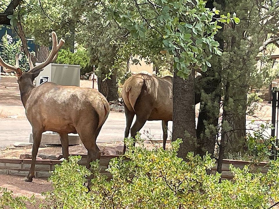 Wildlife Neighbors
