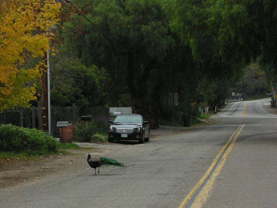 Occasionally a peacock would walk on the street. Chickens crossing too! A nearby neighbor has a two hump camel.