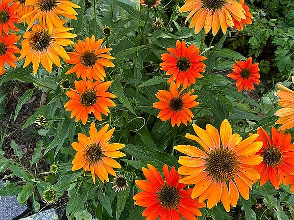 Existing perennial flowers 