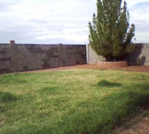 back yard