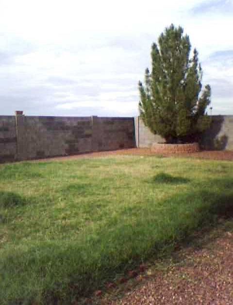 back yard