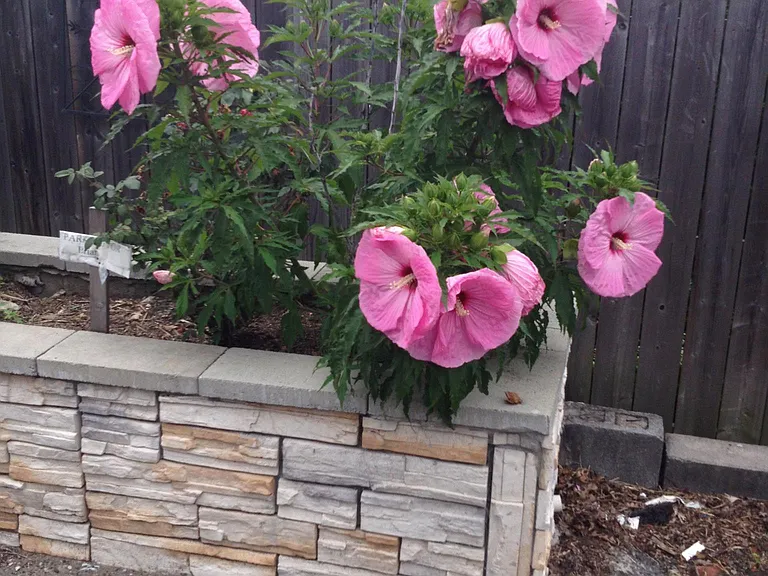 Flowers in the parking lot