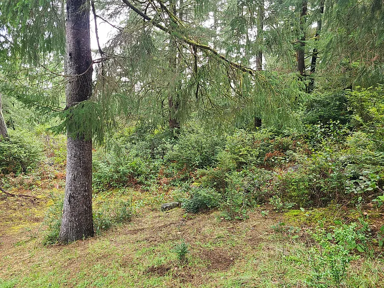 Backyard forest